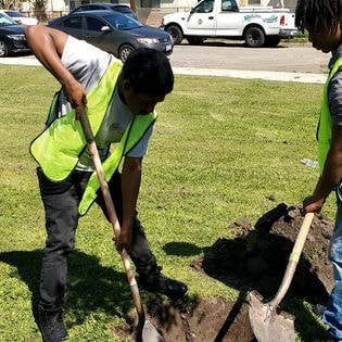 Student community service — tree planting, digging