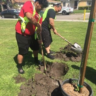 Student community service — tree planting in neighborhood
